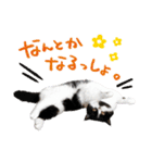 猫のハムスケ__Vo.3（個別スタンプ：9）