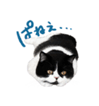 猫のハムスケ__Vo.3（個別スタンプ：10）