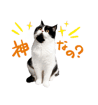 猫のハムスケ__Vo.3（個別スタンプ：11）