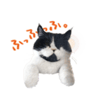 猫のハムスケ__Vo.3（個別スタンプ：12）