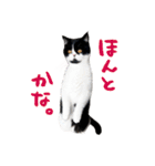 猫のハムスケ__Vo.3（個別スタンプ：13）
