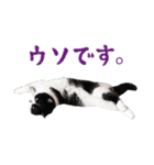 猫のハムスケ__Vo.3（個別スタンプ：15）