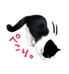 猫のハムスケ__Vo.3（個別スタンプ：16）
