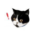 猫のハムスケ__Vo.3（個別スタンプ：17）