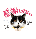 猫のハムスケ__Vo.3（個別スタンプ：19）