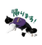 猫のハムスケ__Vo.3（個別スタンプ：22）