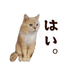 猫のハムスケ__Vo.3（個別スタンプ：25）