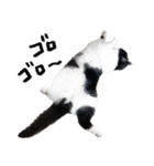 猫のハムスケ__Vo.3（個別スタンプ：27）