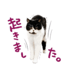 猫のハムスケ__Vo.3（個別スタンプ：28）