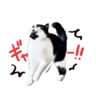 猫のハムスケ__Vo.3（個別スタンプ：30）