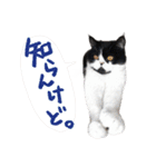 猫のハムスケ__Vo.3（個別スタンプ：31）