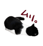 猫のハムスケ__Vo.3（個別スタンプ：33）
