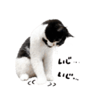 猫のハムスケ__Vo.3（個別スタンプ：35）