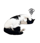 猫のハムスケ__Vo.3（個別スタンプ：36）