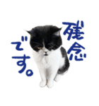猫のハムスケ__Vo.3（個別スタンプ：37）