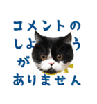猫のハムスケ__Vo.3（個別スタンプ：39）
