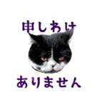 猫のハムスケ__Vo.3（個別スタンプ：40）