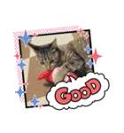 Cat stamp cute animal（個別スタンプ：15）
