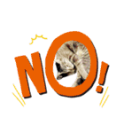 Cat stamp cute animal（個別スタンプ：19）