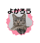 Cat stamp cute animal（個別スタンプ：24）