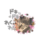 Cat stamp cute animal（個別スタンプ：29）