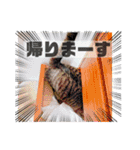 Cat stamp cute animal（個別スタンプ：31）