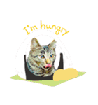 Cat stamp cute animal（個別スタンプ：32）