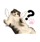cat もふもふ（個別スタンプ：1）