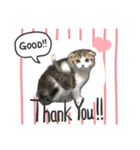 cat もふもふ（個別スタンプ：2）