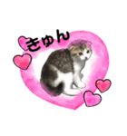 cat もふもふ（個別スタンプ：4）