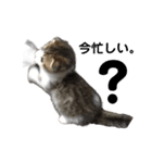 cat もふもふ（個別スタンプ：5）