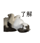 cat もふもふ（個別スタンプ：6）