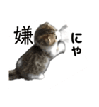 cat もふもふ（個別スタンプ：7）