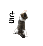 cat もふもふ（個別スタンプ：8）