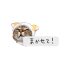 こむぎのふきだし（個別スタンプ：20）