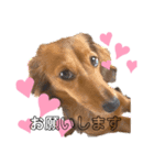 かぴんこててりん（個別スタンプ：1）