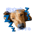 かぴんこててりん（個別スタンプ：4）