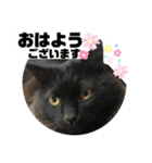 黒猫マルとちょびの日常会話第2弾（個別スタンプ：1）