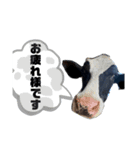 ノア仕事1（個別スタンプ：8）