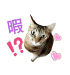 ラブリーにゃんず（個別スタンプ：3）