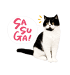 猫のハムスケ__Vo.4（個別スタンプ：6）