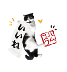 猫のハムスケ__Vo.4（個別スタンプ：7）