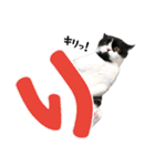 猫のハムスケ__Vo.4（個別スタンプ：9）
