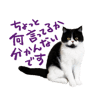 猫のハムスケ__Vo.4（個別スタンプ：10）