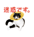 猫のハムスケ__Vo.4（個別スタンプ：11）