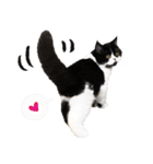 猫のハムスケ__Vo.4（個別スタンプ：12）