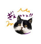 猫のハムスケ__Vo.4（個別スタンプ：14）