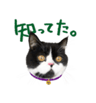 猫のハムスケ__Vo.4（個別スタンプ：15）