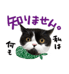 猫のハムスケ__Vo.4（個別スタンプ：16）