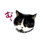猫のハムスケ__Vo.4（個別スタンプ：17）